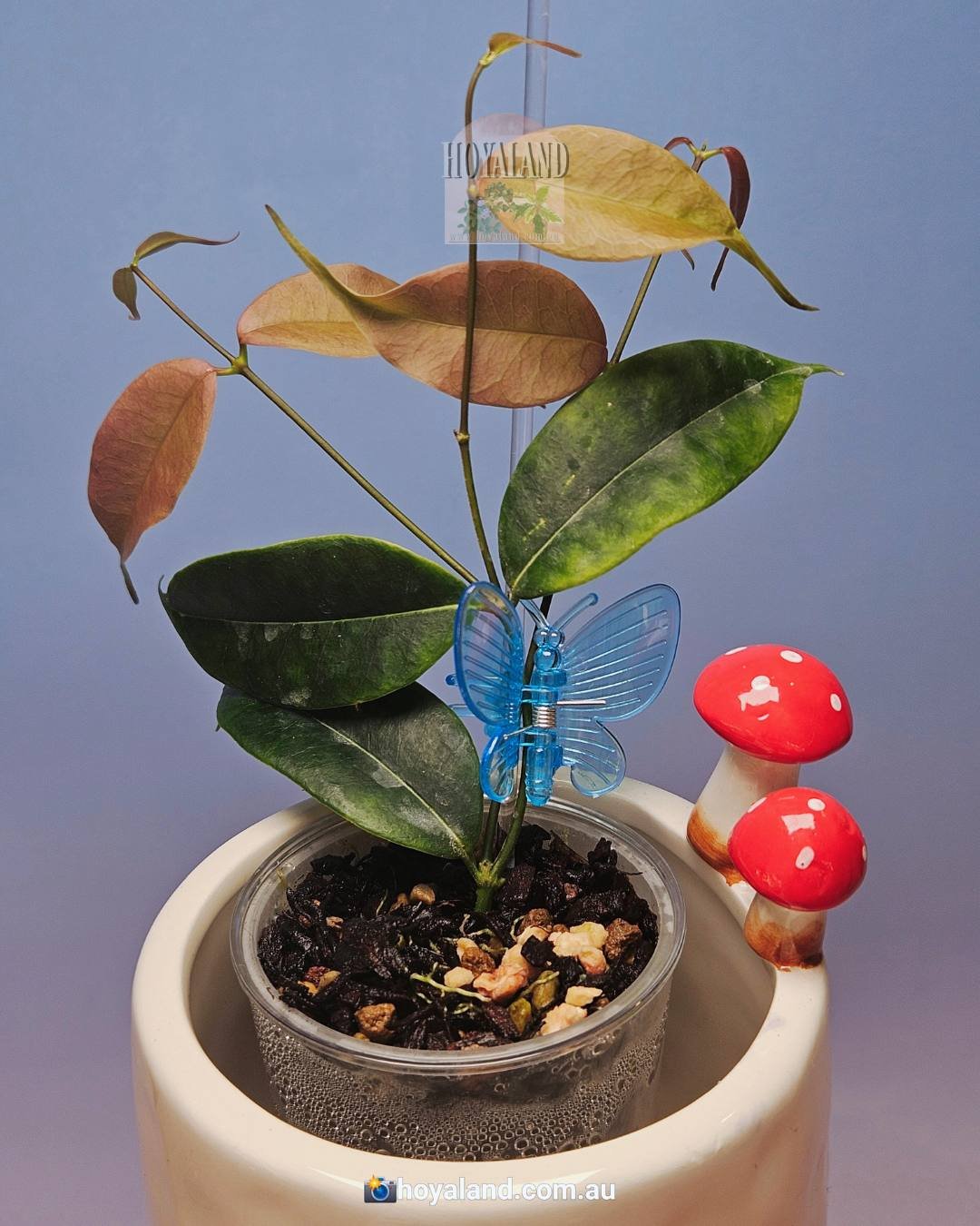 Hoya medusa — Hoya Land Rare Plants Australia